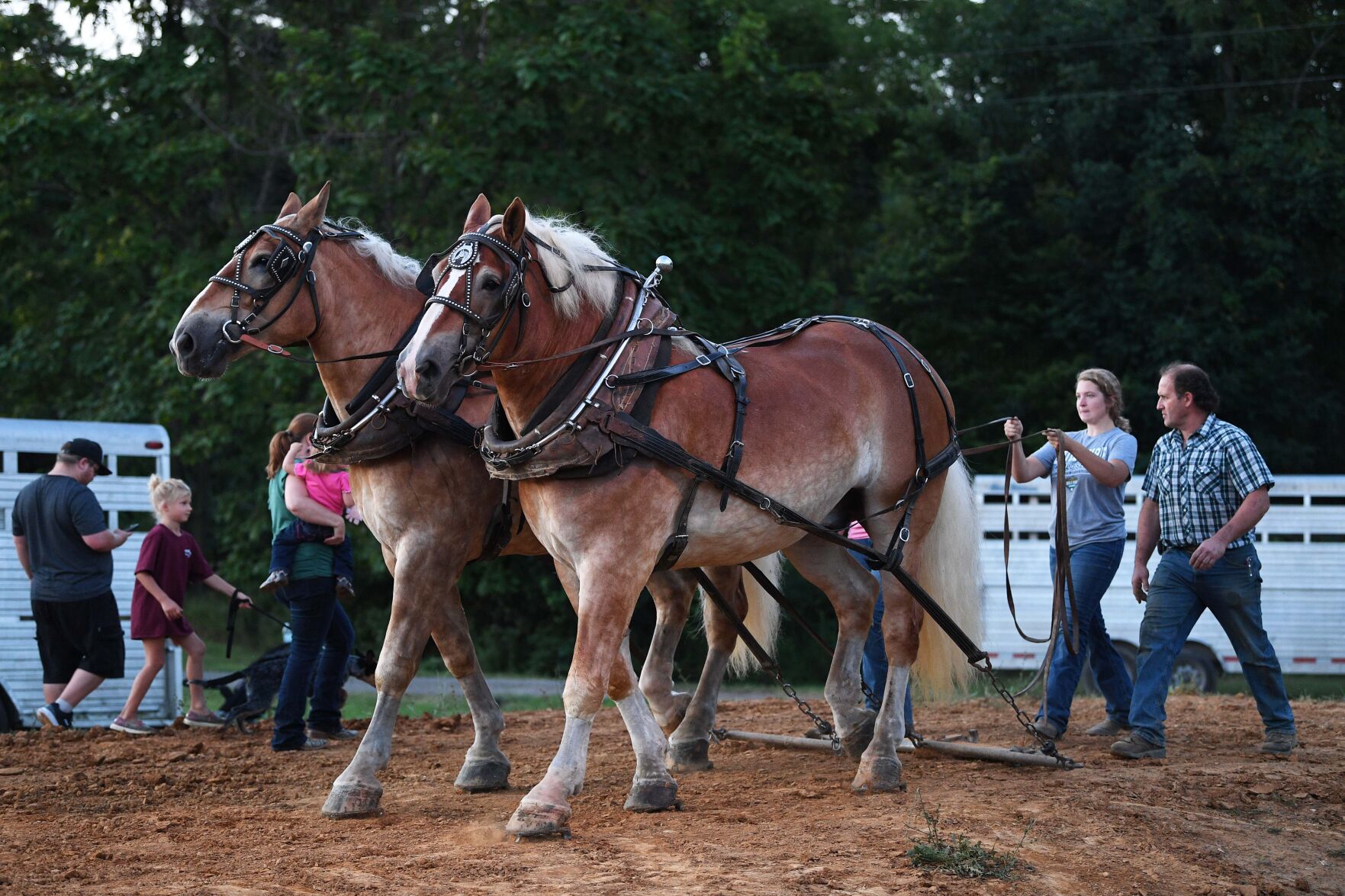 Cheval de traction de Ag Expo pull 10.JPG